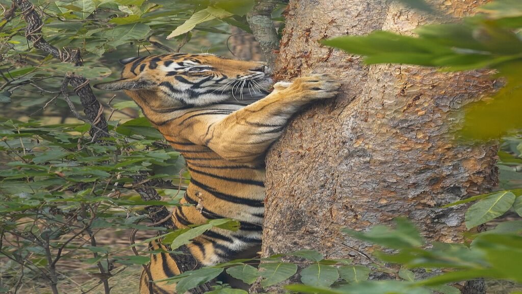 ஈரோடு சத்தியமங்கலம் அருகே பட்டப்பகலில் விவசாயத் தோட்டத்திற்குள் புகுந்த புலி: பாதுகாப்பாக வனத்திற்குள் விரட்டிய வனத்துறையினர்