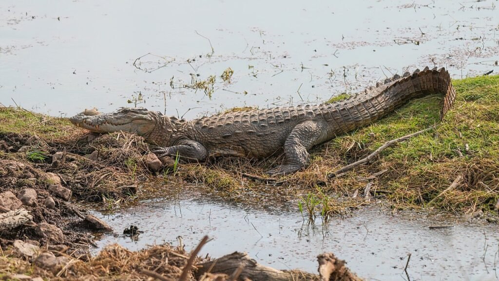 உடுமலை அருகே நள்ளிரவில் வீட்டு வாசலுக்குள் புகுந்த முதலை: ஆக்ரோஷமாகக் குரைத்துத் துரத்திய வளர்ப்பு நாய்கள்